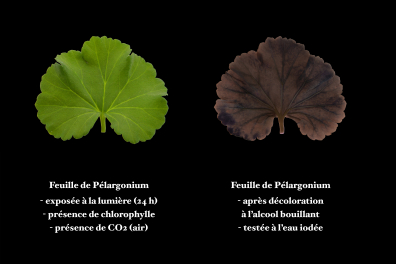 Photosynthèse - Expérience témoin